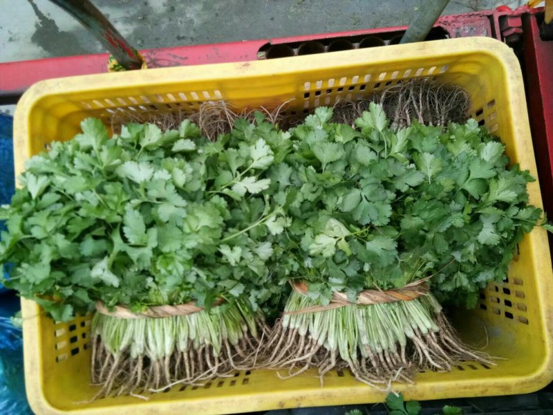 大叶香菜