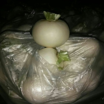 圆罗卜