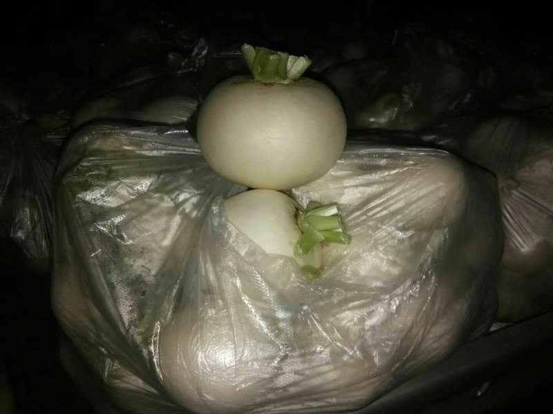 圆罗卜