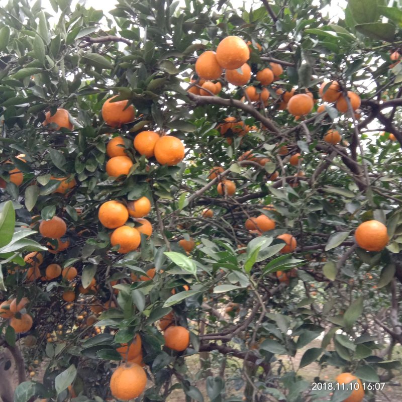 沅江精品蜜桔