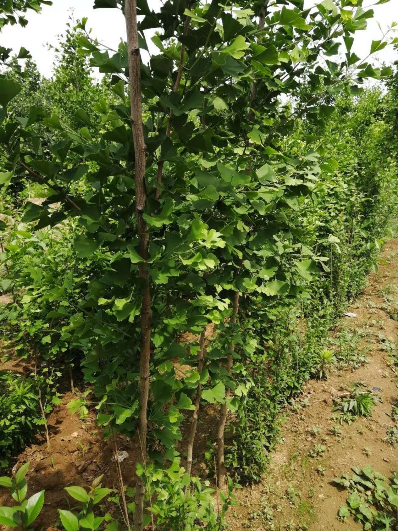 银杏树