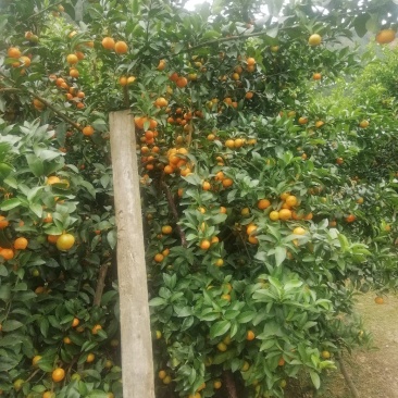 西林沙糖