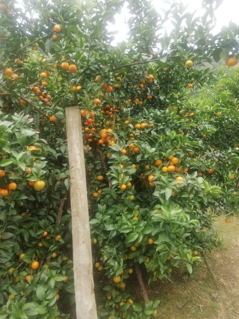 西林沙糖