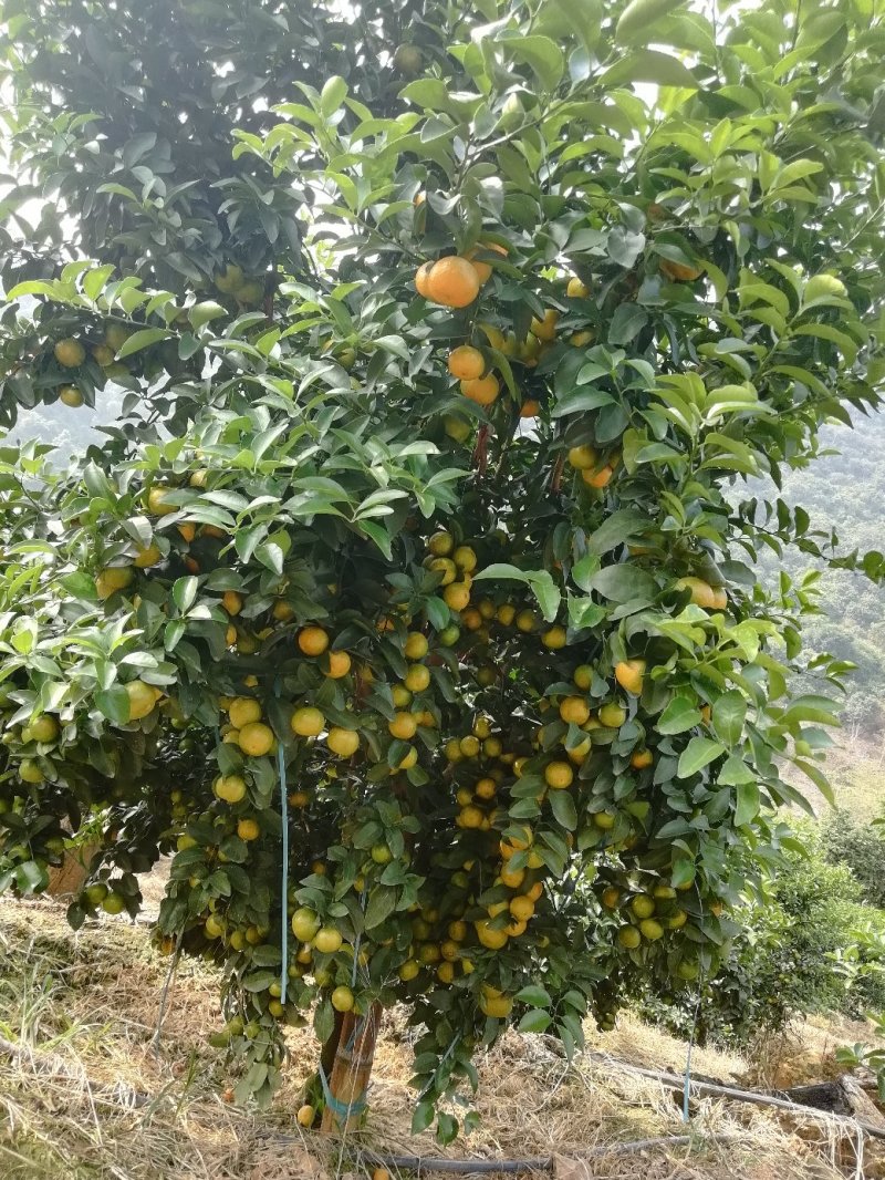 西林沙糖