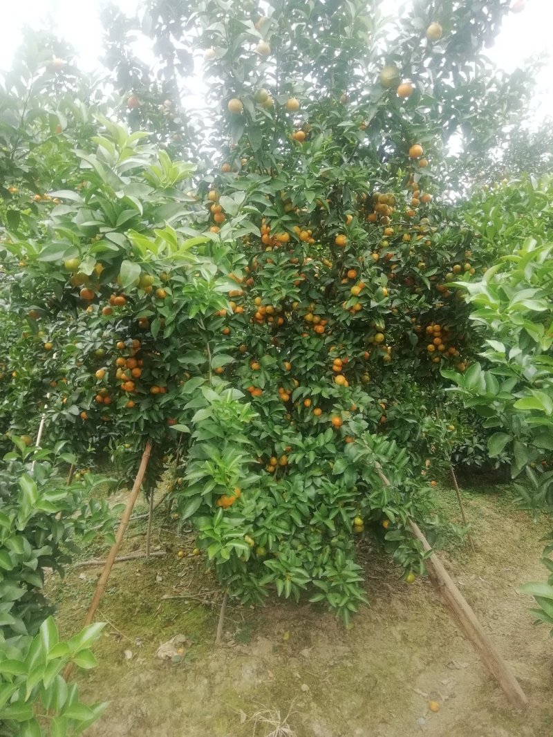 西林沙糖