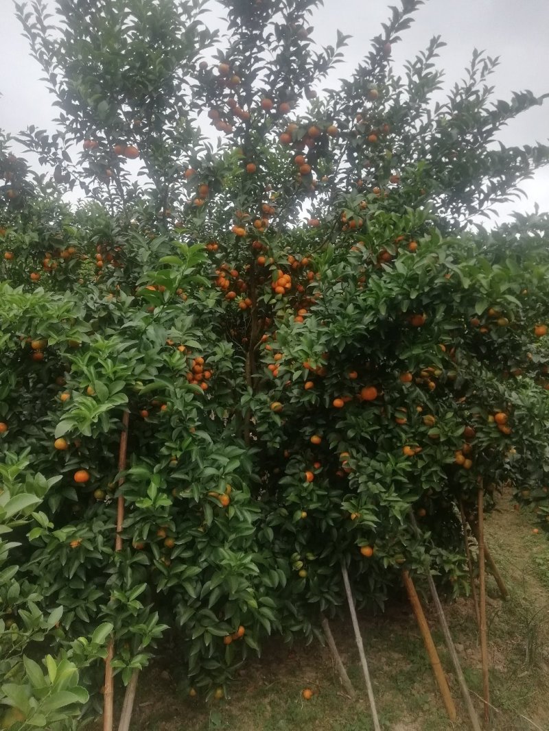 西林沙糖