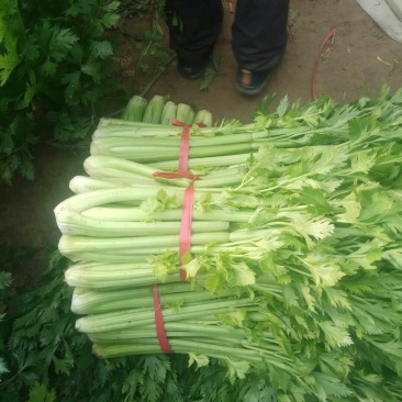 法国皇后芹菜