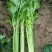法国皇后芹菜