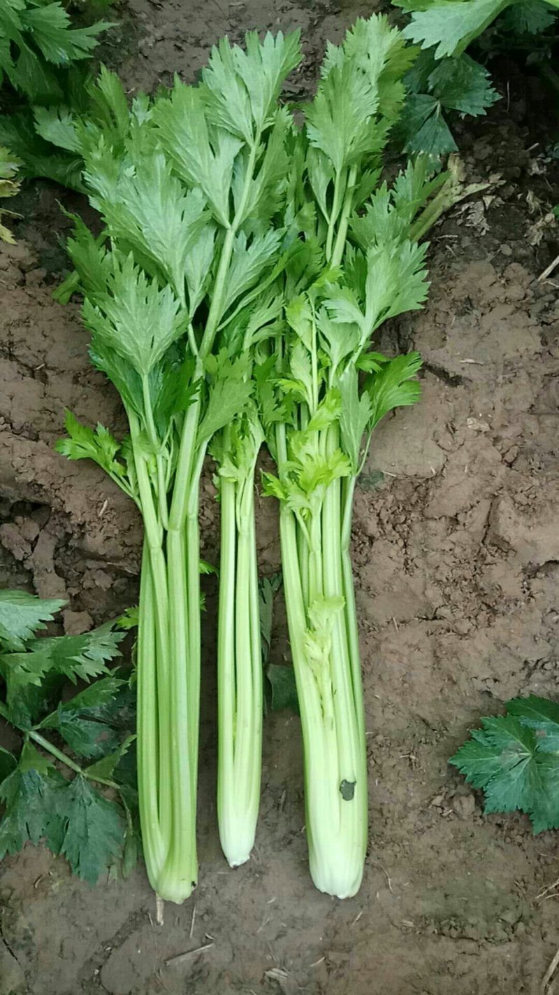 法国皇后芹菜