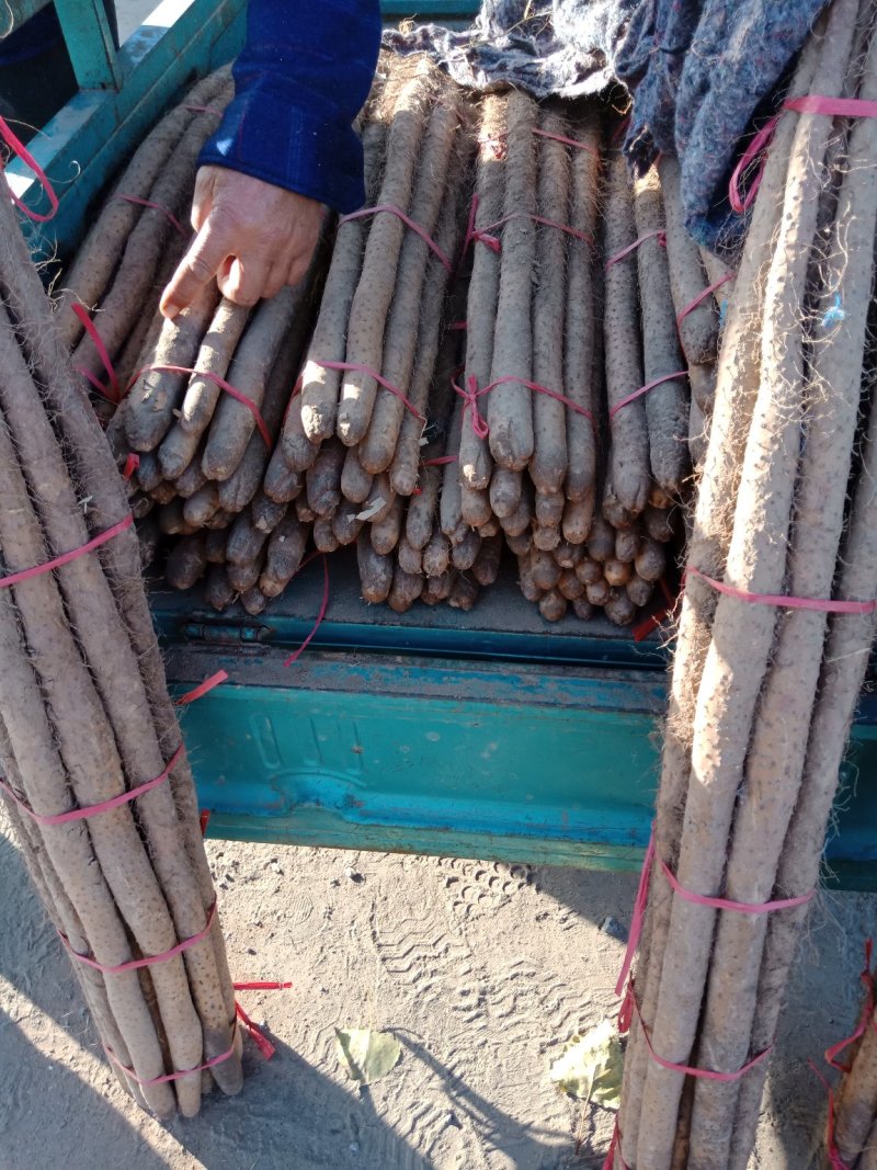 铁锟山药，大量上市，品质好，