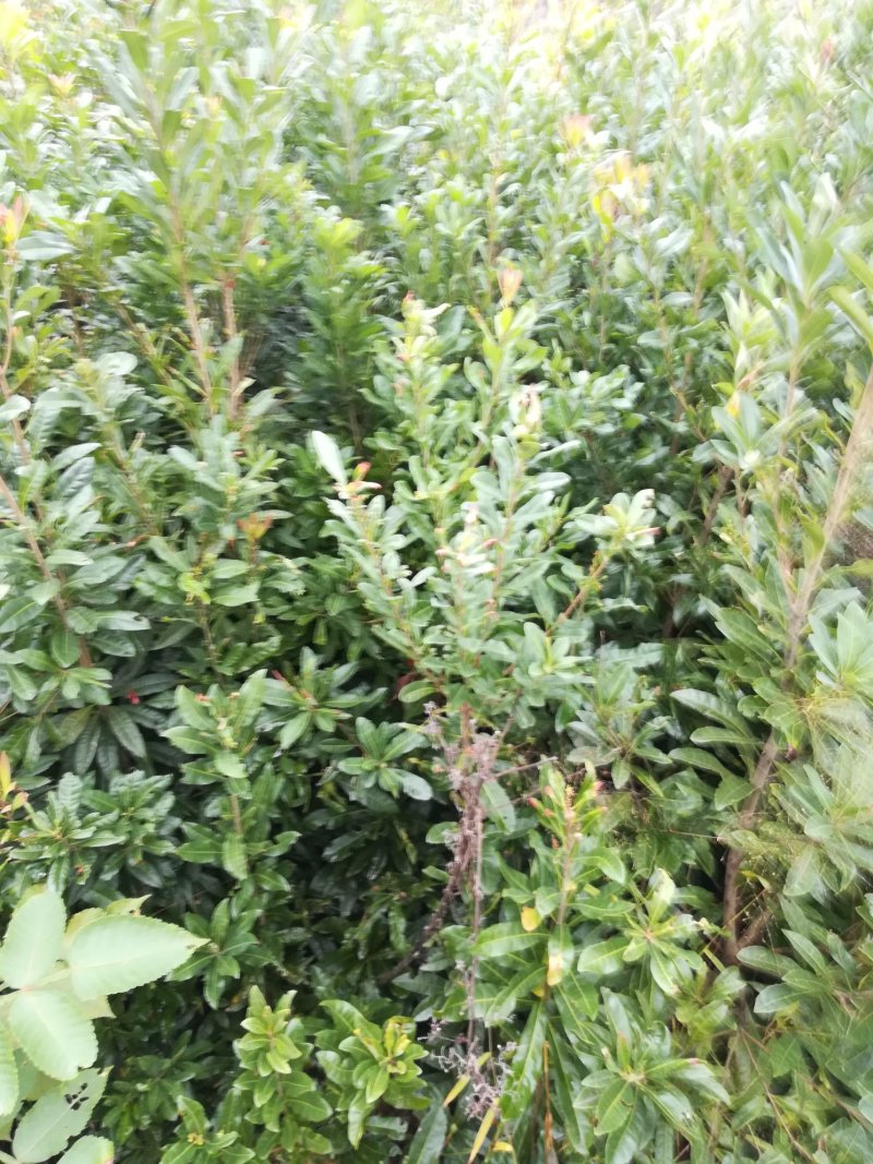 良种杨梅苗，品种好，大小都有