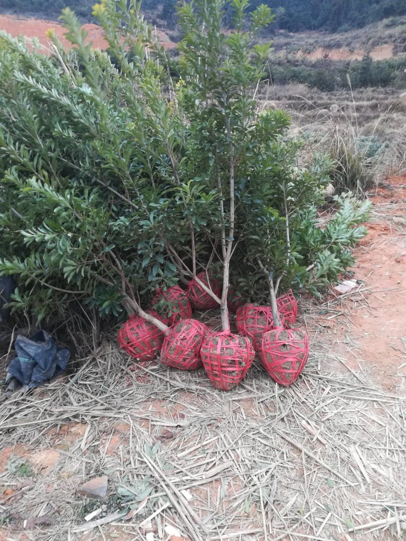 良种杨梅苗，品种好，大小都有