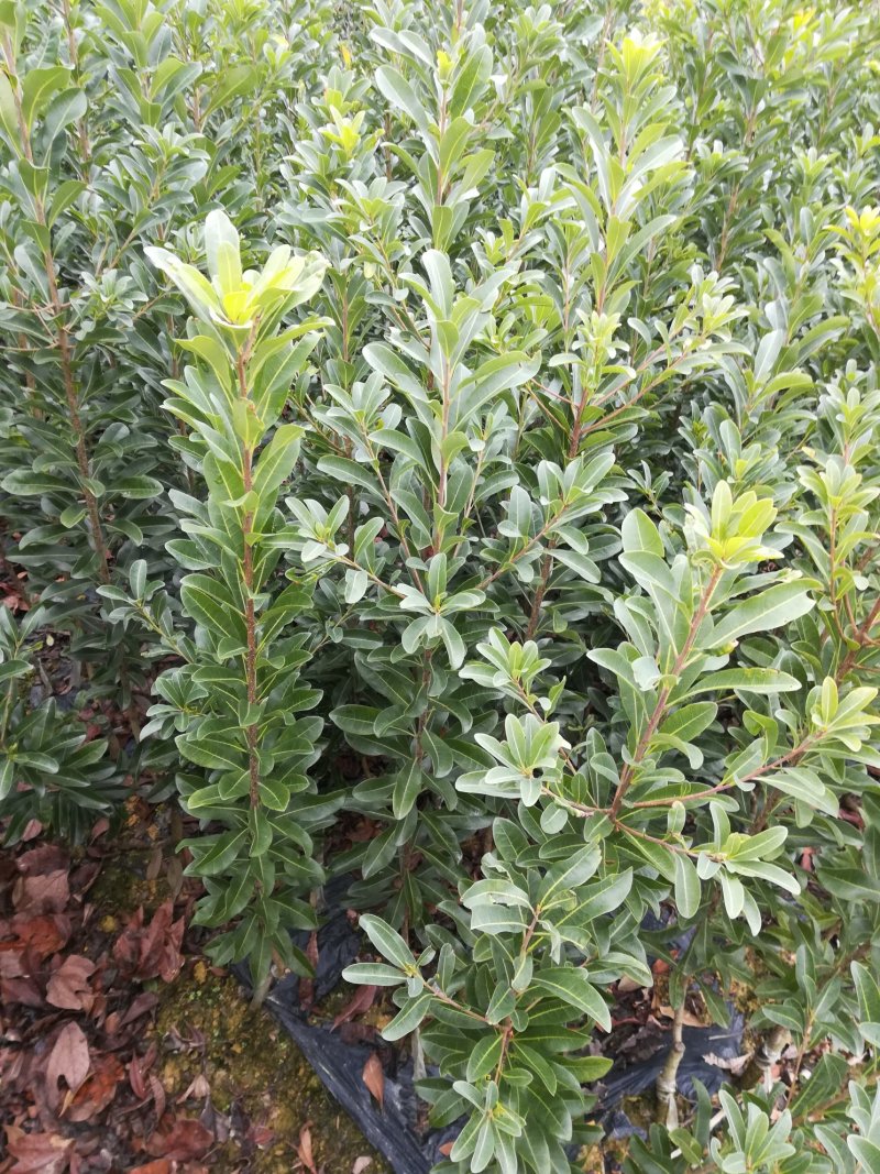 良种杨梅苗，品种好，大小都有