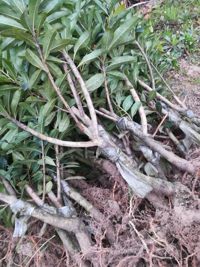 良种杨梅苗，品种好，大小都有