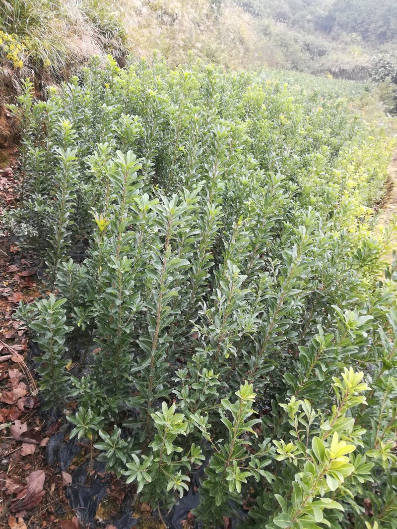 良种杨梅苗，品种好，大小都有