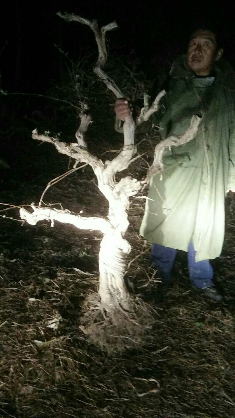 造型四季金银花树质量保证