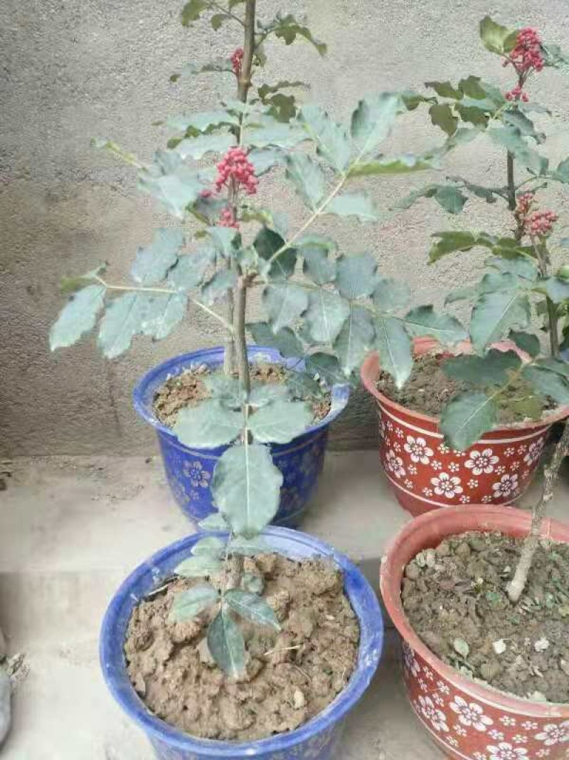 无刺大红袍花椒苗一年苗