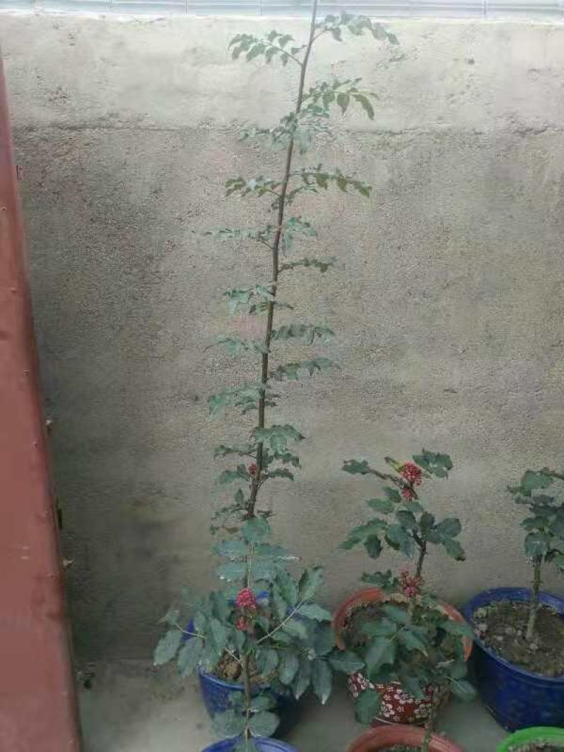 无刺大红袍花椒苗一年苗