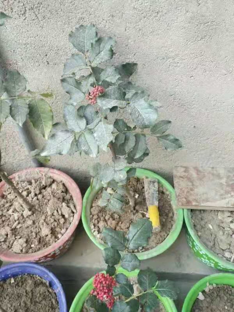 无刺大红袍花椒苗一年苗