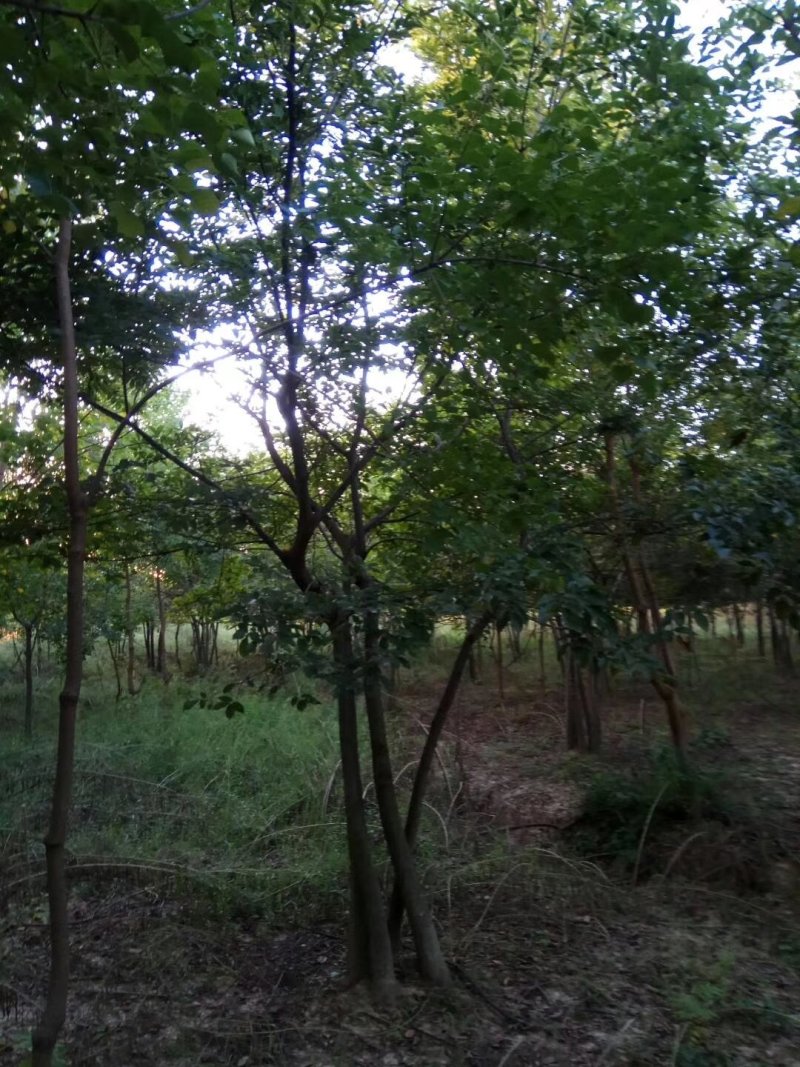 红榉，1到20公分红榉，都有货源九江货源基地