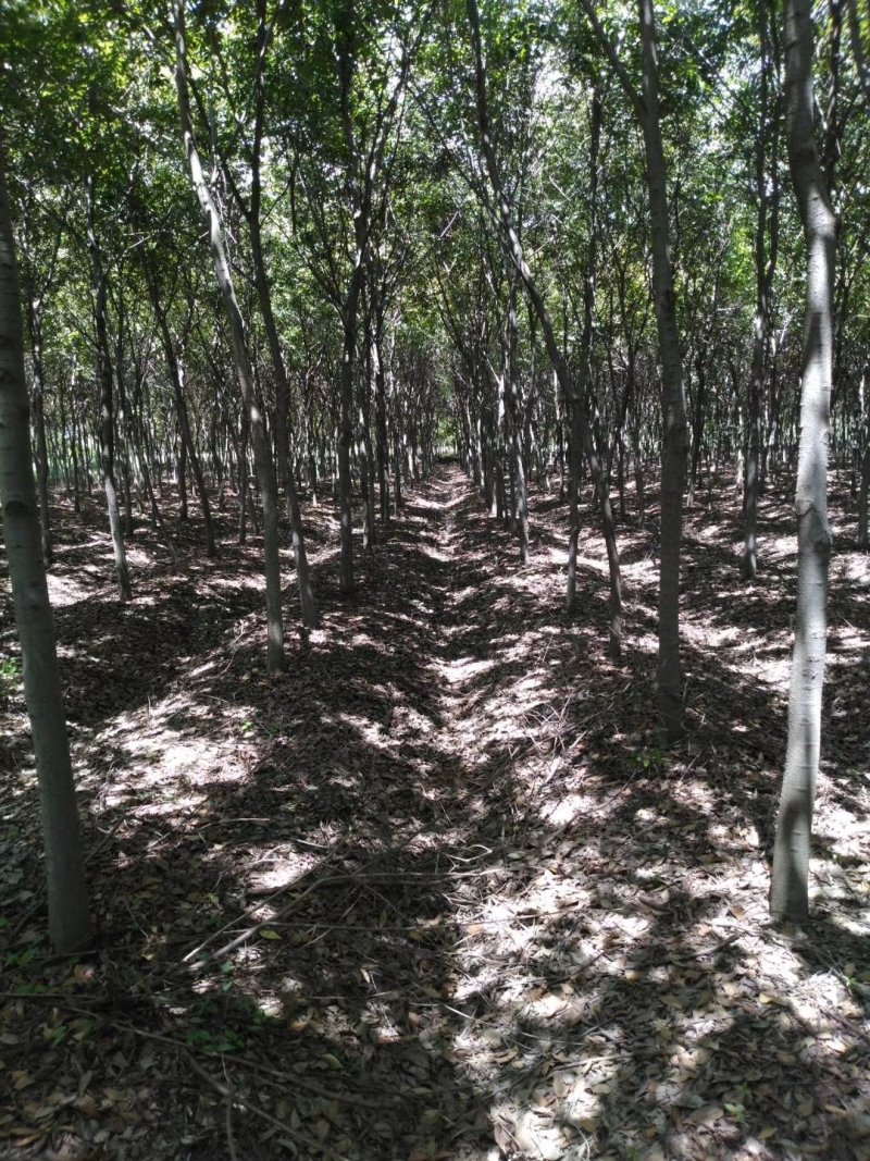 红榉，1到20公分红榉，都有货源九江货源基地