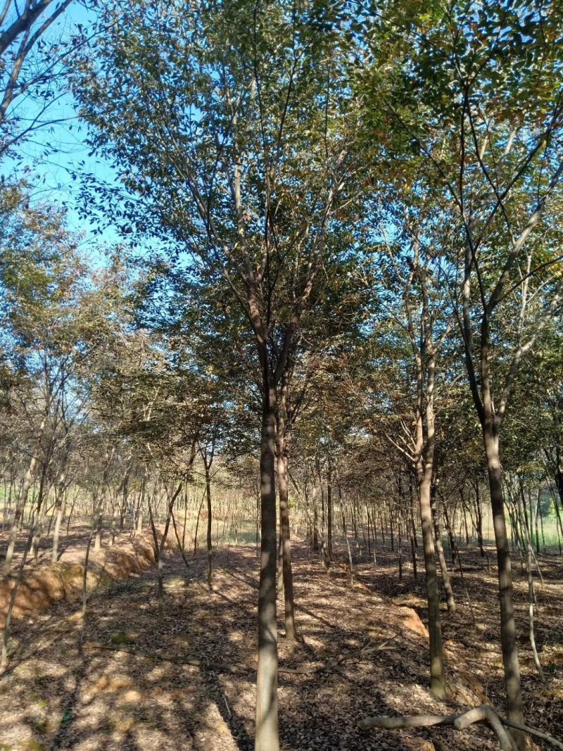 红榉，1到20公分红榉，都有货源九江货源基地