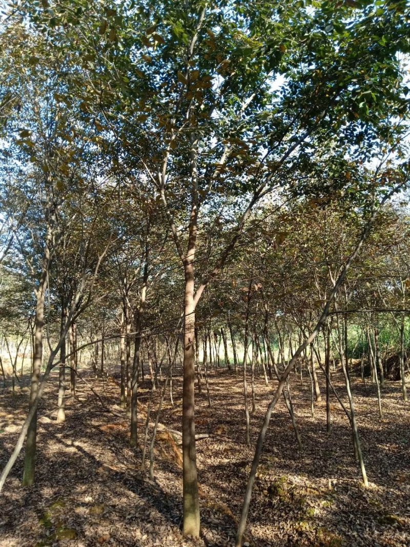 红榉，1到20公分红榉，都有货源九江货源基地