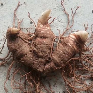 粉质华重楼种茎统个，全丫头