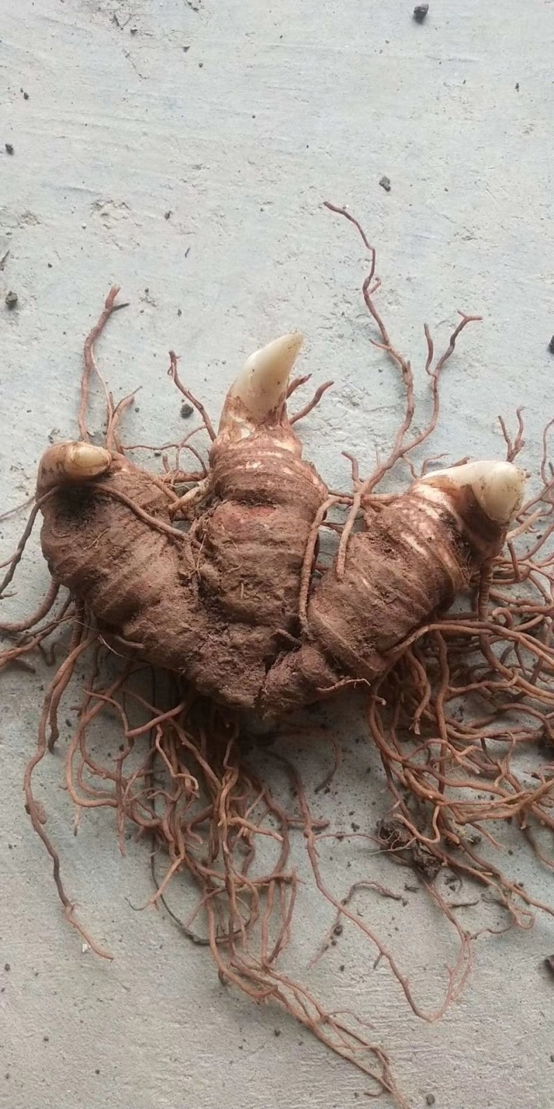 粉质华重楼种茎统个，全丫头
