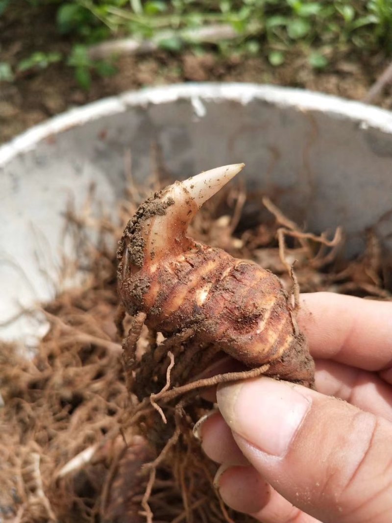 粉质华重楼种茎统个，全丫头