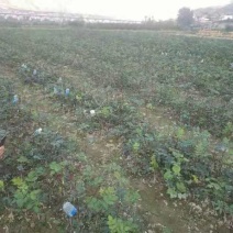 无刺大红袍花椒苗