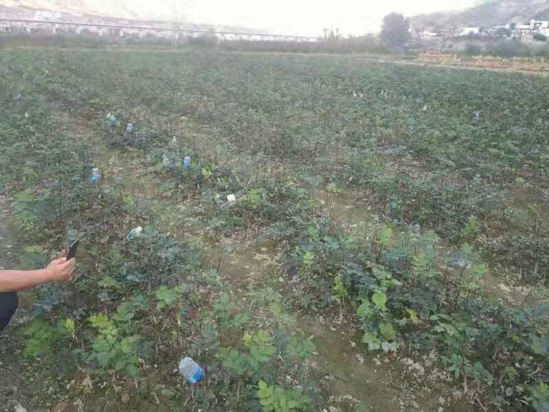 无刺大红袍花椒苗