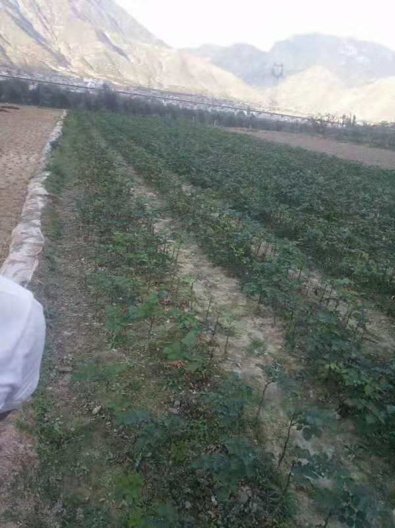无刺大红袍花椒苗