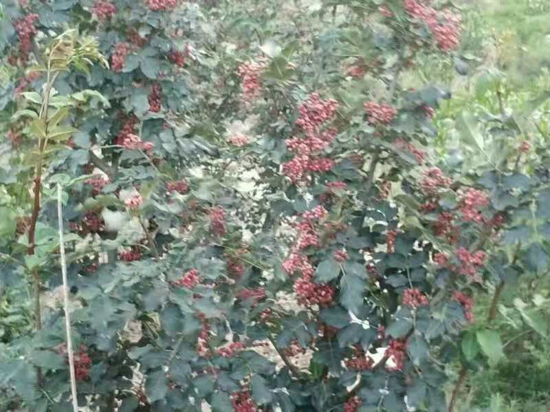 无刺大红袍花椒苗