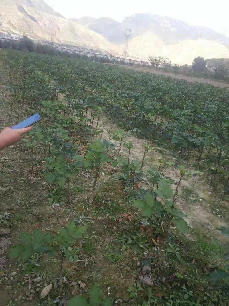 无刺大红袍花椒苗