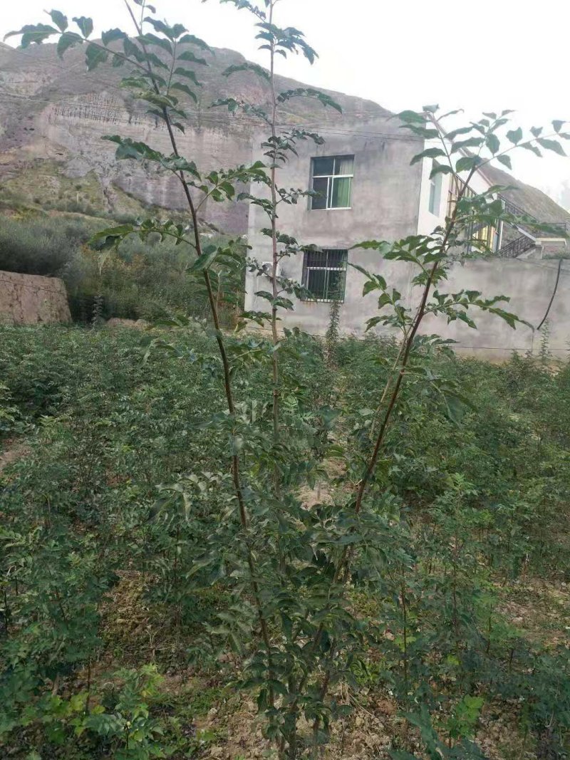 无刺大红袍花椒苗