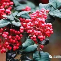 大红袍花椒苗