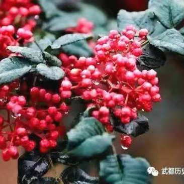 大红袍花椒苗