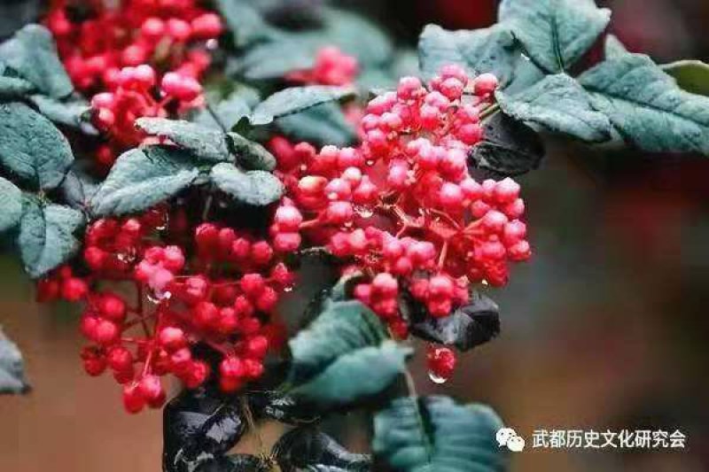大红袍花椒苗
