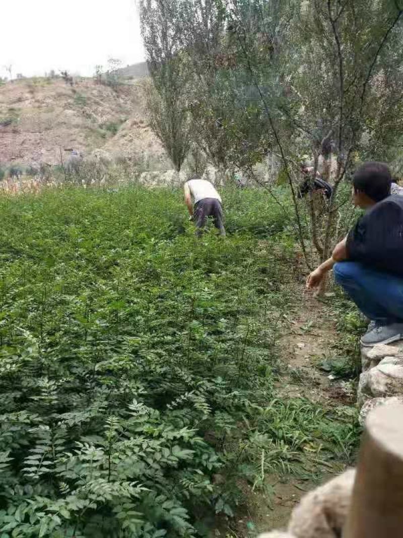大红袍花椒苗