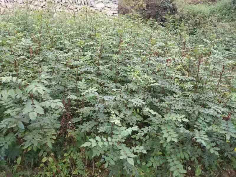 大红袍花椒苗