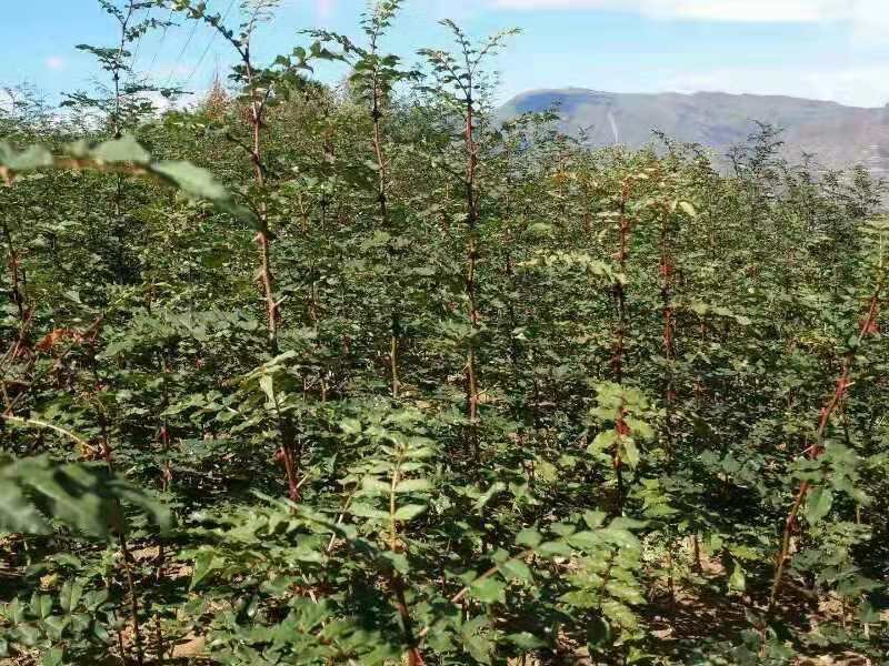大红袍花椒苗