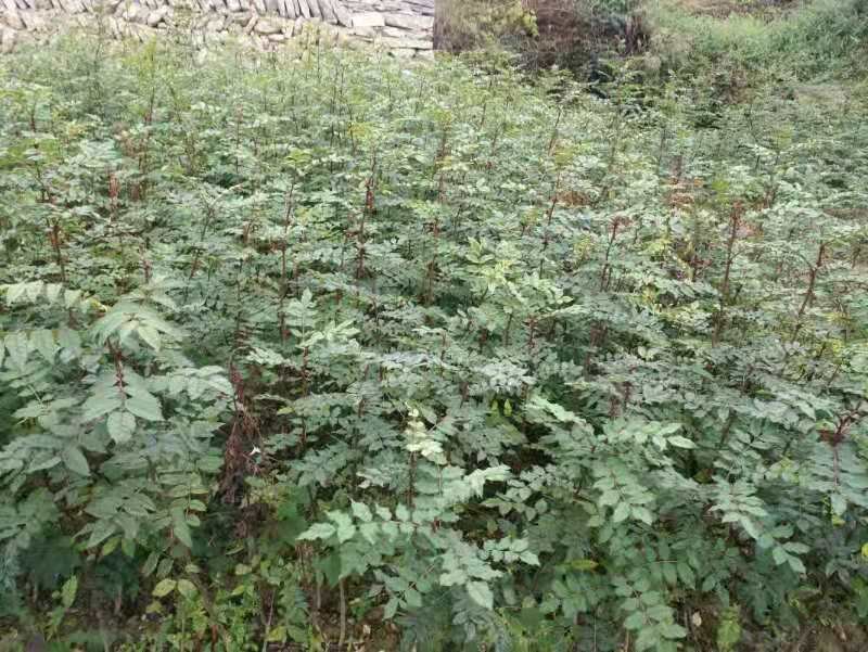 大红袍花椒苗