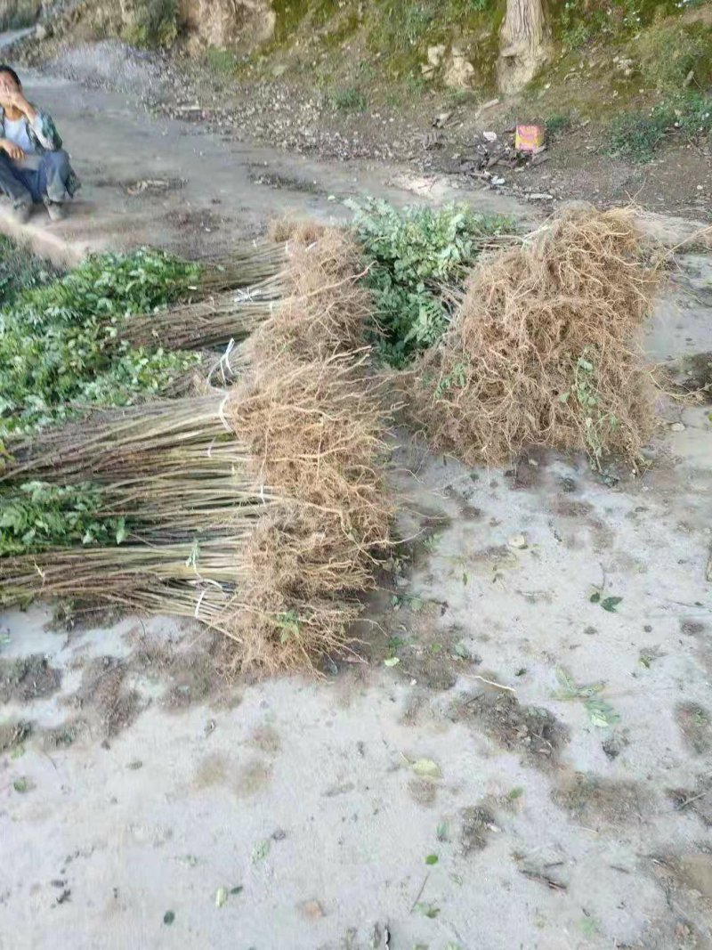 大红袍花椒苗