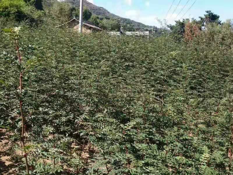 大红袍花椒苗