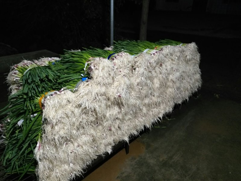 红根蒜苗湖北省当阳市加工蒜苗基地货