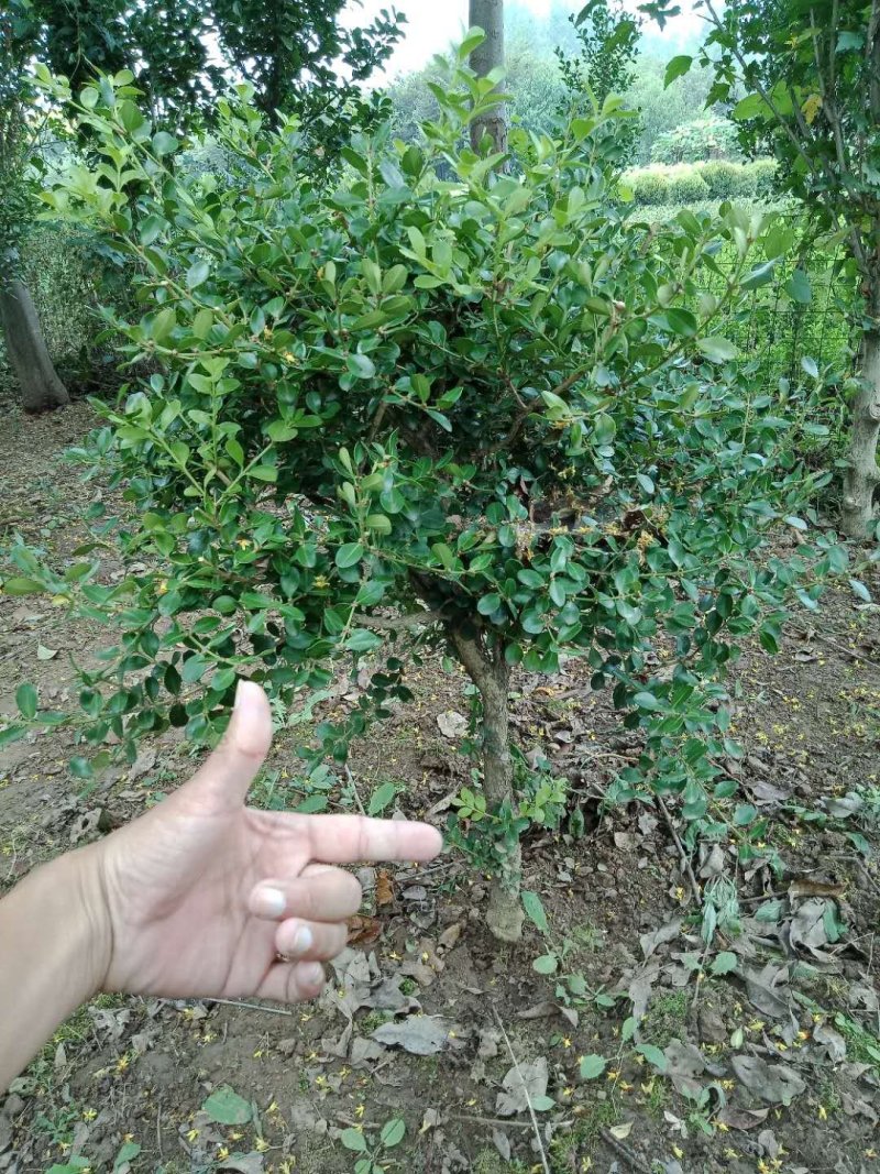 瓜子黄杨