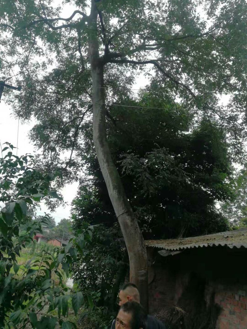 皂角