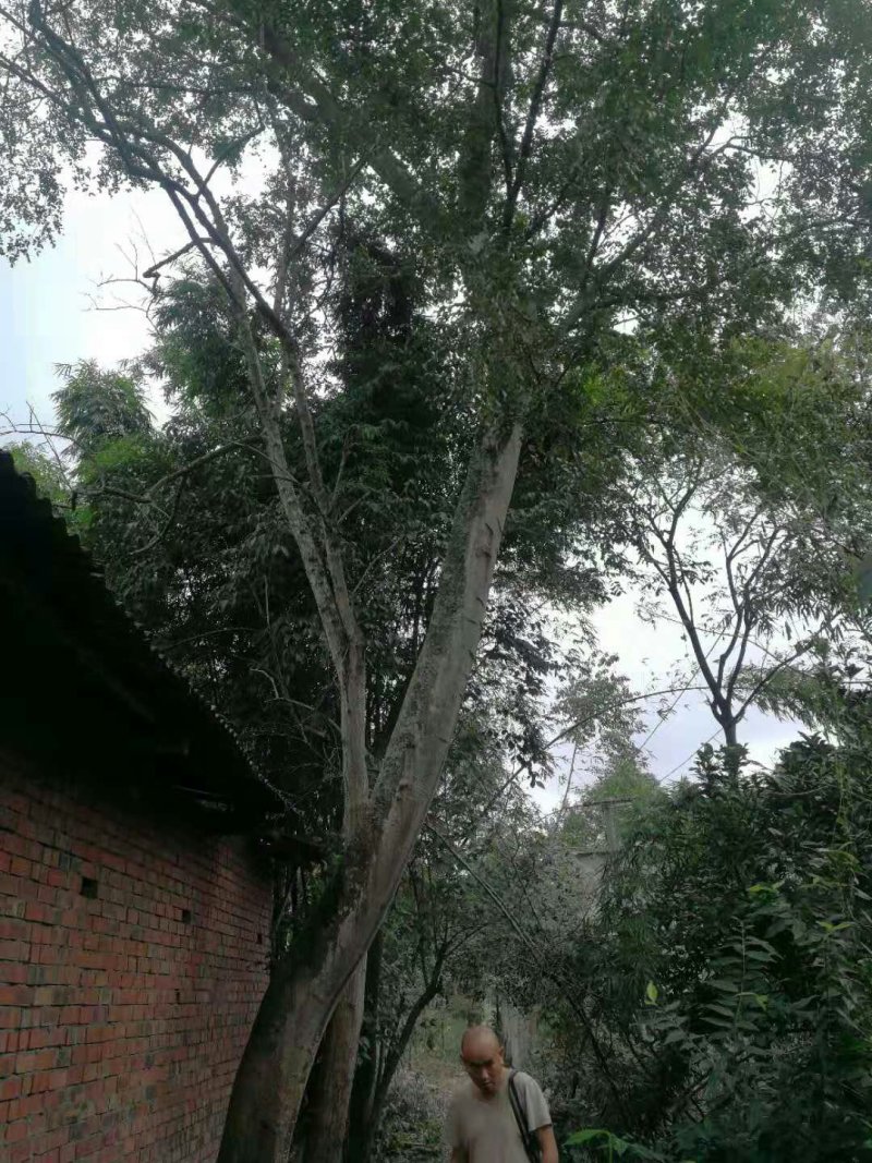 皂角