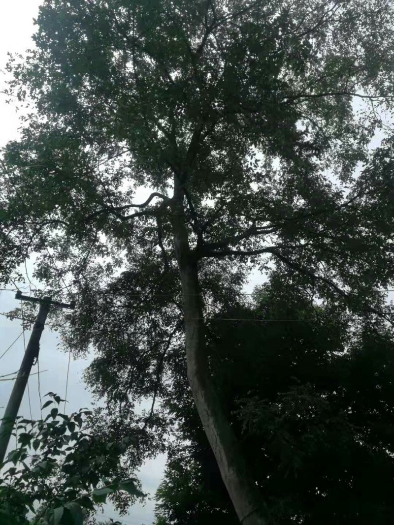 皂角